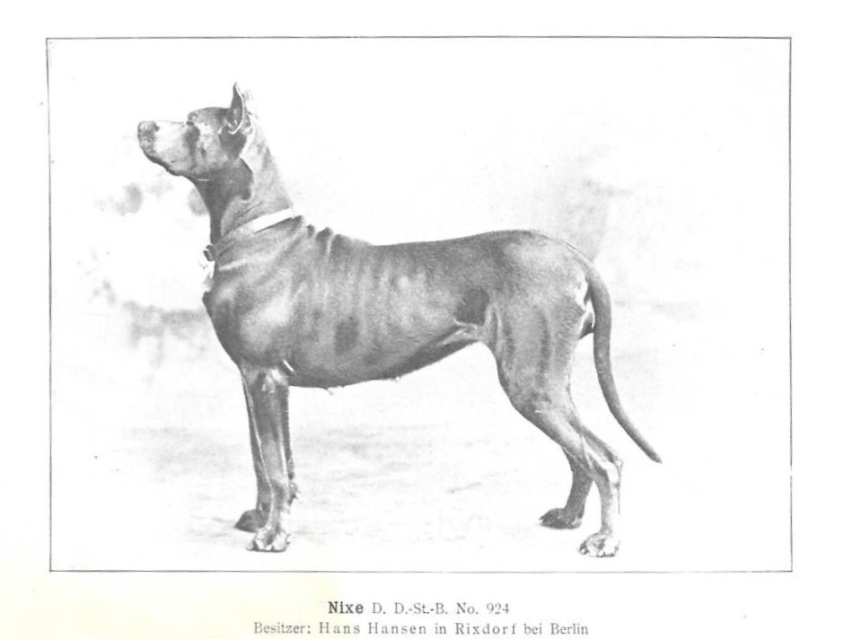 Nixe